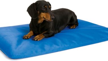 K&H Pet Products Cool Bed III Dog - Best Pet Cooling Devices : Reviews + Buying Guide