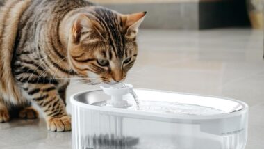 Cat Water Fountain, 84oz/2.5L Automatic - Best automatic water fountains : Reviews + Buying Guide