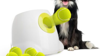 ALL FOR PAWS Automatic Ball Thrower for - Best Automatic Ball Launchers : Reviews + Buying Guide